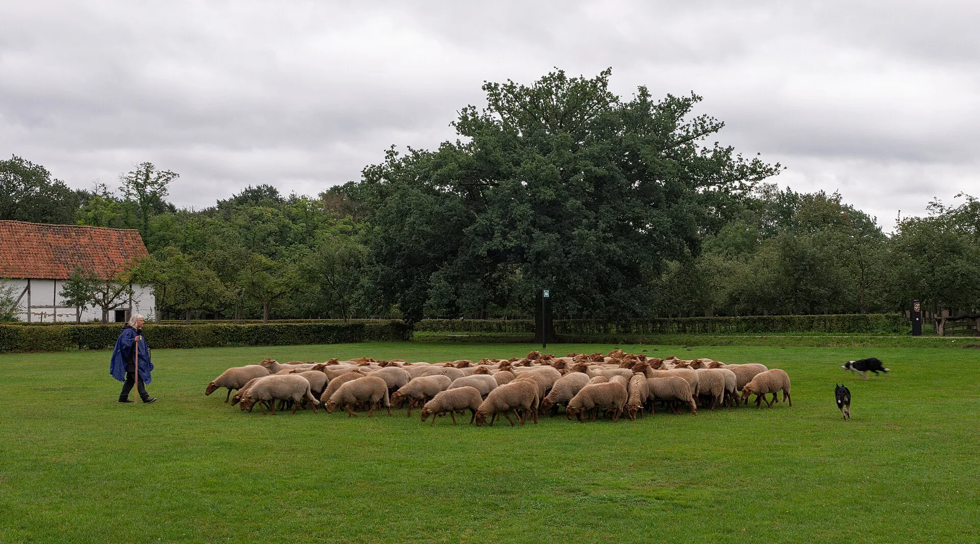 Een gerestaureerd Vlaams boerenhuis met rieten dak in het openluchtmuseum Bokrijk