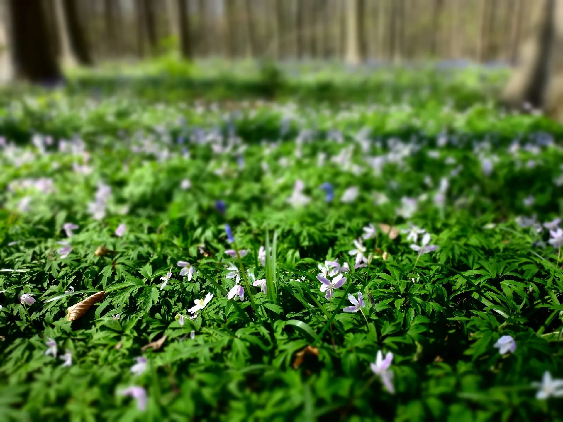 Boshyacinten kleuren de bodem van het Hallerbos felblauw onder hoge beuken in vroege lente
