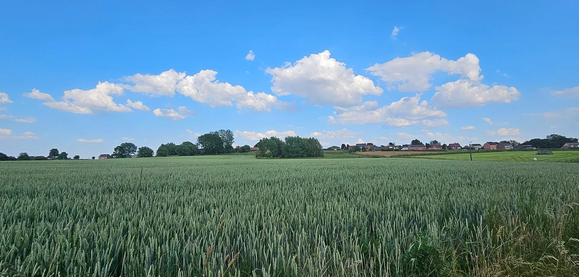 Het glooiende Pajottenland-landschap met velden, bomenrijen en een dorpstoren in de verte